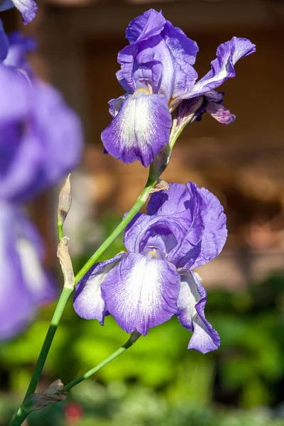 Piękny kwiat bzu iris zbliżenie — Zdjęcie stockowe