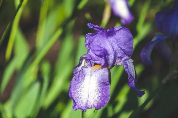 Piękny kwiat bzu iris zbliżenie — Zdjęcie stockowe