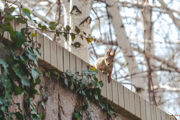 Red squirrel with large fluffy ears sits on fence — Stock Photo, Image