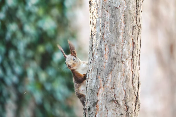 Esquilo cinzento no tronco da árvore close-up — Fotografia de Stock