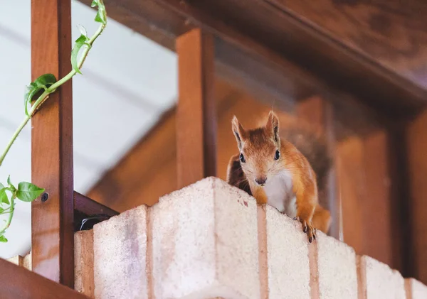 붉은 다람쥐 벽돌 탑에 앉아 — 스톡 사진