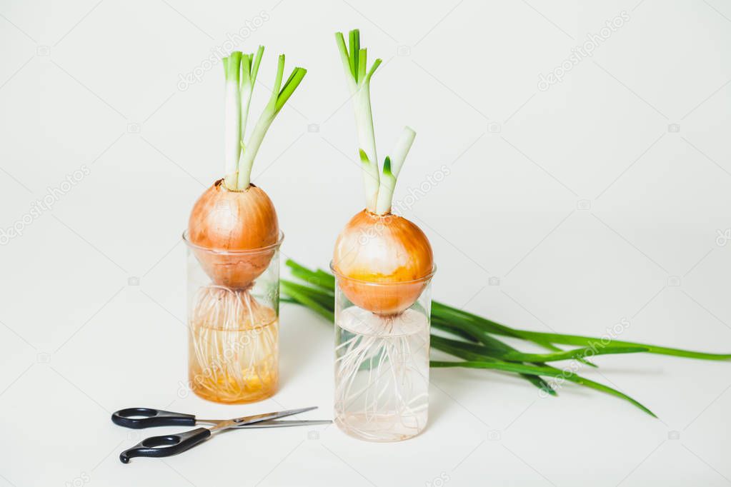 bulbs in transparent glasses and pair of scissors white backgrou