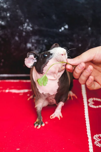 Skinny guinea pig and green grass — Stock Photo, Image