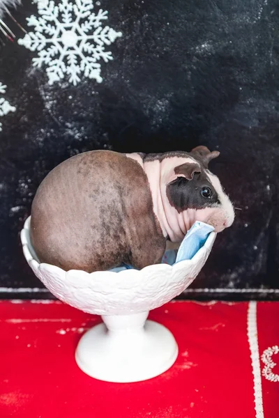 Skinny guinea pig sits in white kremanka — Stock Photo, Image