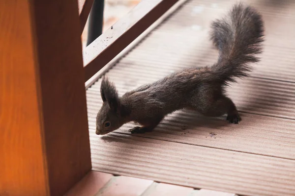 Eichhörnchen sitzt auf dem Boden der Veranda — Stockfoto