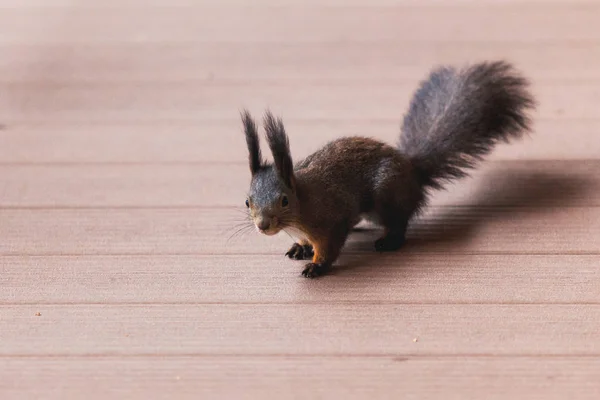 Eichhörnchen sitzt auf dem Boden der Veranda — Stockfoto