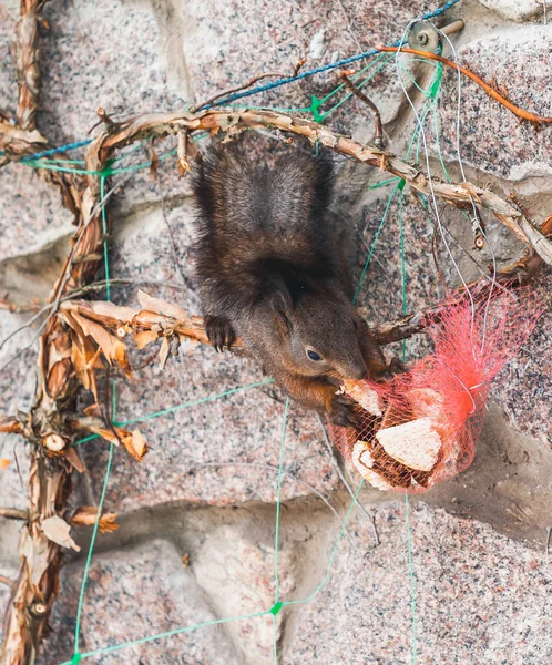 Eichhörnchen hängt kopfüber am Zaun und nagt an Keksen — Stockfoto