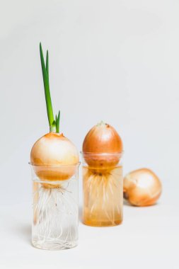 Yeşil soğan büyüme üç derece