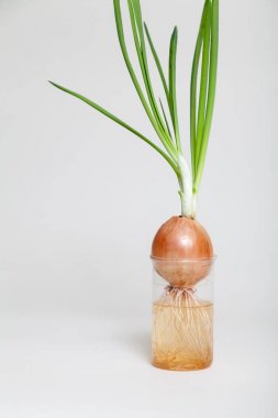 Ampul ve yeşil soğan saydam şişeye büyüyen takip ediyor