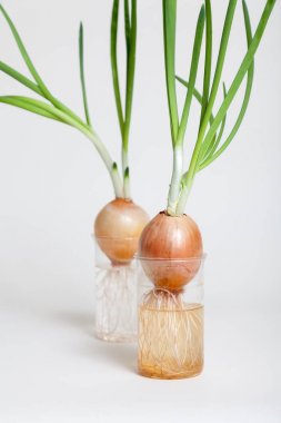 Şeffaf şişe içinde büyüyen yeşil saplı iki soğan