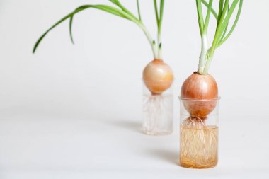 Şeffaf şişe içinde büyüyen yeşil saplı iki soğan