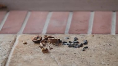güzel gri sincap kabarık kulaklar ile kıyılmış ceviz yerde buldum. Ben yarım ceviz Dişlerimin arasına aldı ve kaçtı
