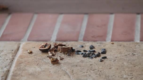 Hermosa Ardilla Gris Con Orejas Esponjosas Encontró Una Nuez Picada — Vídeo de stock