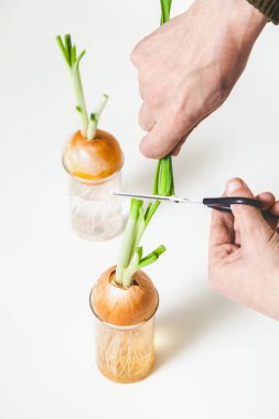 Kolum yeşil soğan saplarını ampuller üzerinden keser