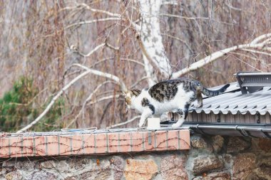 Kabarık kedi üzerinde metal gri çatı yürüme