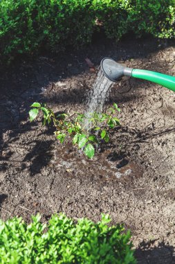 Yeşil sulama olabilir küçük çalı gül dökün