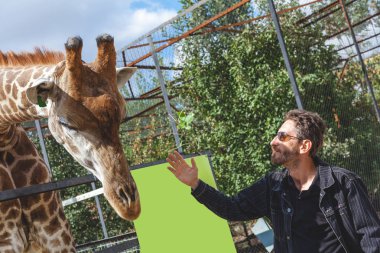 bir sakallı bir zürafa başkanı okşayarak