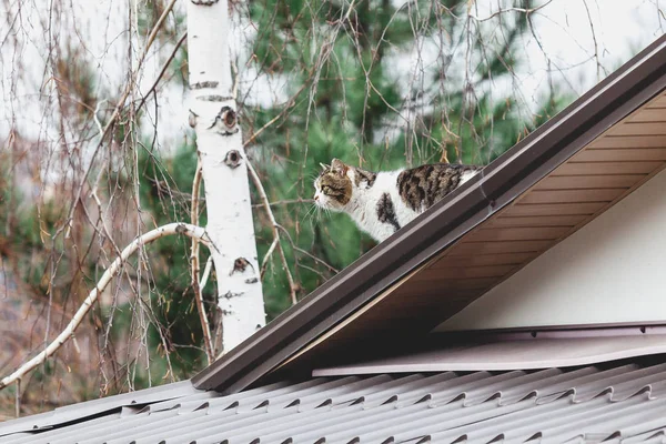 Gato fofo sentado no telhado cinza moderno — Fotografia de Stock