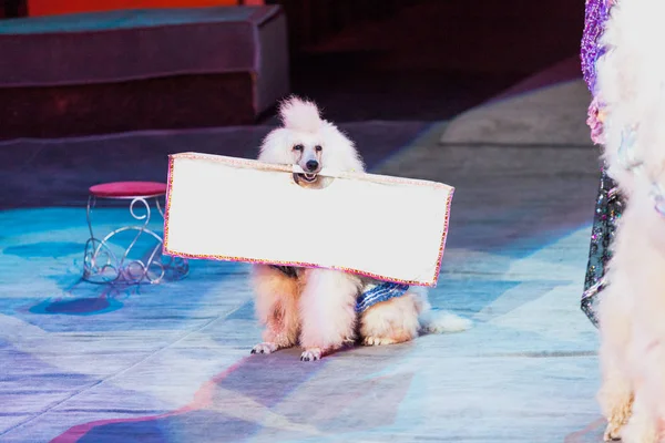 Beautiful white poodle holds  poster in his teeth — Stock Photo, Image