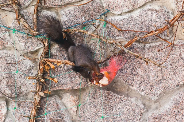Eichhörnchen hängt kopfüber am Zaun und nagt an Keksen — Stockfoto