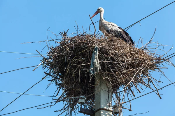 Vit stork i boet högt på pole — Stockfoto