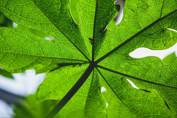 Grote groene blad van onderen — Stockfoto