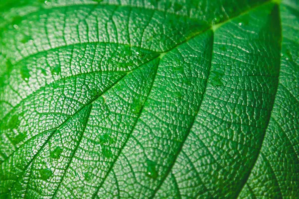 Beautiful green leaf of plant with drops of water — Stock Photo, Image