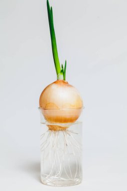 Şeffaf cam filizlenmiş ampul