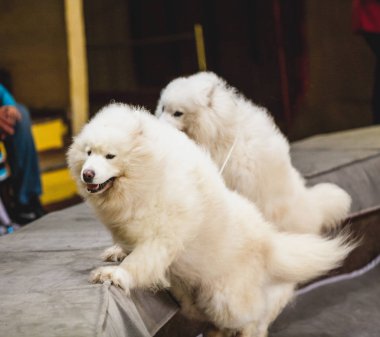 güzel beyaz samoyed köpek sirk arenada