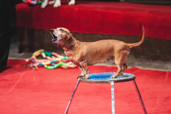 Red dachshund sits on circus night table