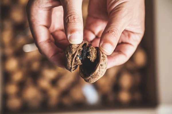 Испорченный грецкий орех в руках — стоковое фото