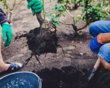 adam gül bush üzerinde plastik kova tutuyor