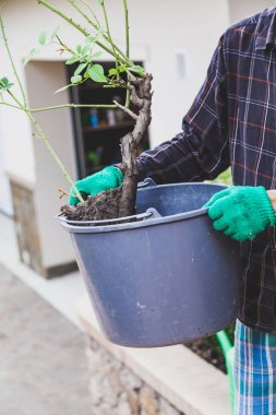 adam gül bush plastik kova içinde tutuyor