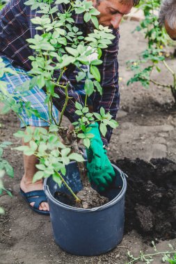 adam plastik kova gül bush dışarı alır