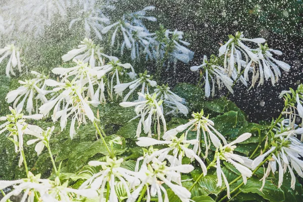 Flores blancas de huésped bajo gotas de lluvia —  Fotos de Stock