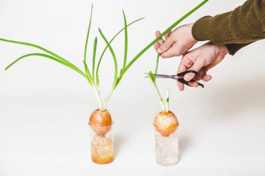 Kolum yeşil soğan saplarını ampuller üzerinden keser