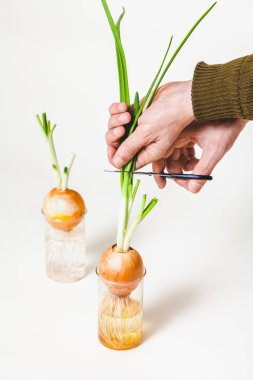 Kolum yeşil soğan saplarını ampuller üzerinden keser