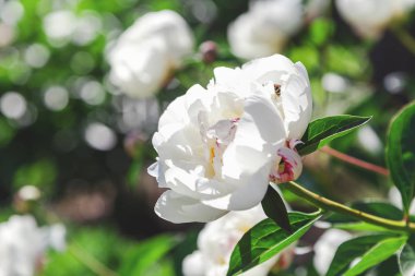 Bud beyaz Şakayık pembe yaprakları ile