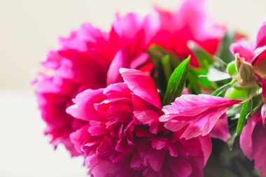 Kırmızı Şakayık bud açıldı