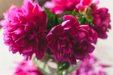 Kırmızı Şakayık bud açıldı