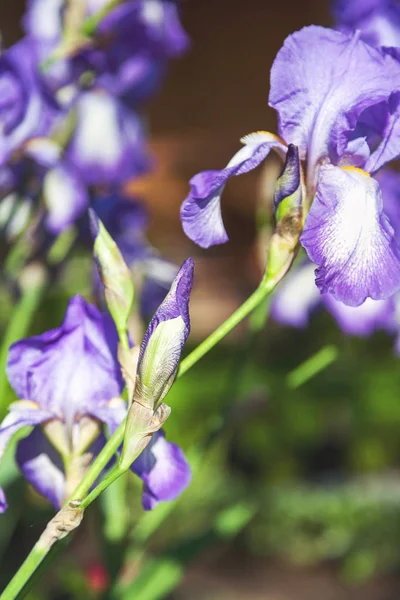 Piękny kwiat bzu iris zbliżenie — Zdjęcie stockowe