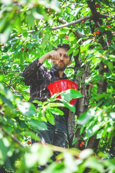Man on tree harvesting red cherry — Stock Photo, Image