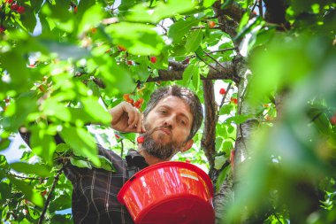 adam kırmızı kiraz hasat ağacında