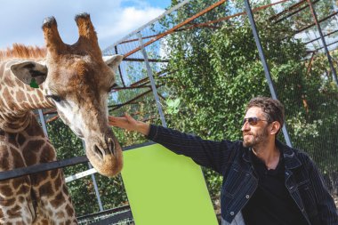 bir sakallı bir zürafa başkanı okşayarak