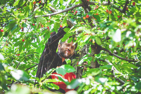 man in tree harvesting red cherry