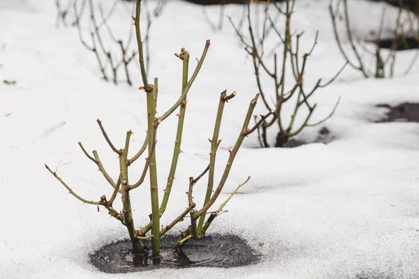 Spring came. Rose bush on melted snow — Stock Photo, Image