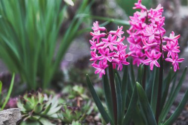 Parlak pembe sümbül üzerinde Sebze Bahçe çiçeklerin