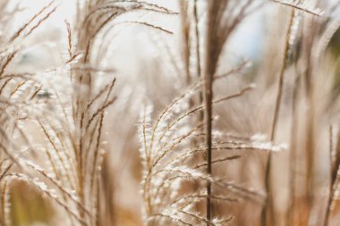 Spikelets bulanık arka plan üzerinde