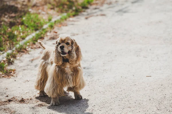 Cocker spaniel amerykański, spacer w parku jesień — Zdjęcie stockowe