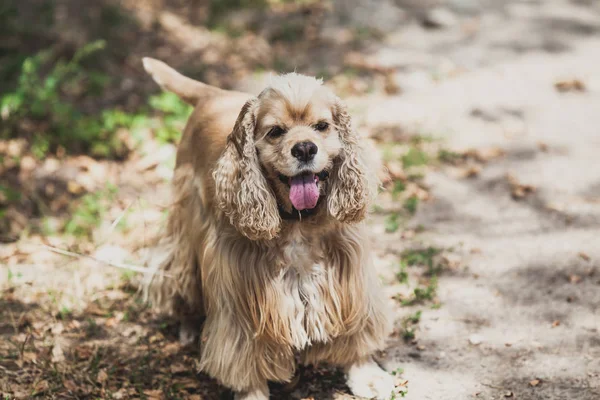 Cocker spaniel amerykański, spacer w parku jesień — Zdjęcie stockowe